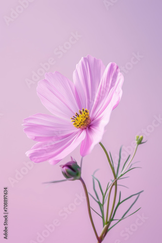 Pink Cosmos flower soft elegant vertical background  card template