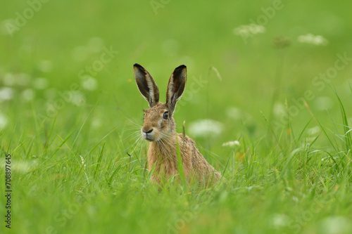 Obraz na płótnie Long ears of wild brown hare lurking from the grass w salonie