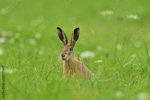 Long ears of wild brown hare lurking from the grass © Pavol Klimek