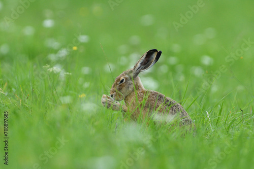 Brown hare eating spring green grass on the meadow