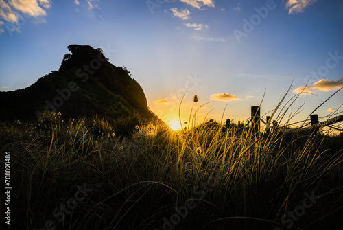 Lion Rock at sunset, bunny tail grasses in the foreground. Piha Beach. Waitakere Ranges. Auckland. photo