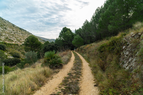 Beautiful path on the forest.