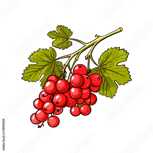 Red Currant  with branch realistic vector isolated on white background