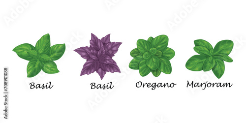 Spicy herbs. Basil, oregano and marjoram. A network of fresh herbs. Seasonings for cooking. A collection of spices. Vector illustration