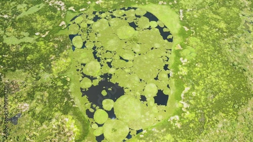 Swamp forest, watercourses and lakes in marshland. Agusan Marsh Wildlife Sanctuary. Mindanao, Philippines. photo