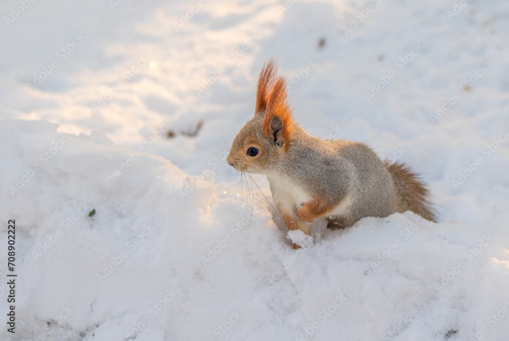 Red squirrel in winter, close-up in the park. Red squirrel in winter, close-up in the park.