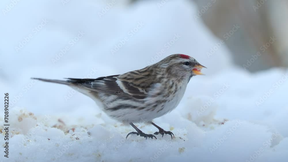 bird common redpoll on ground feeding winter scene natural world norway bird common redpoll on ground feeding winter scene natural world norway
