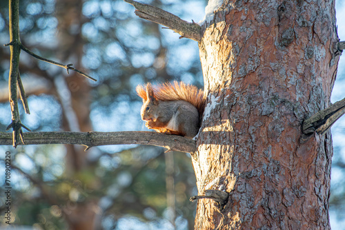 Red squirrel in winter, close-up in the park.
