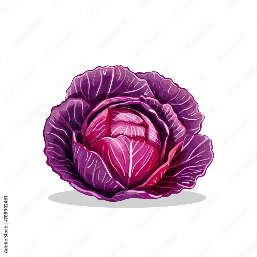 Red Cabbage realistic vector isolated on white background Red Cabbage realistic vector isolated on white background