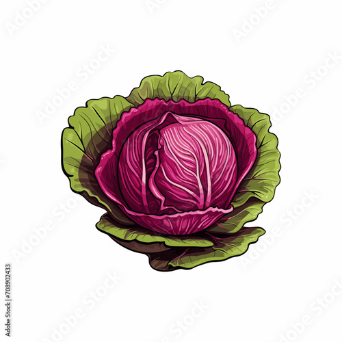 Red Cabbage realistic vector isolated on white background 