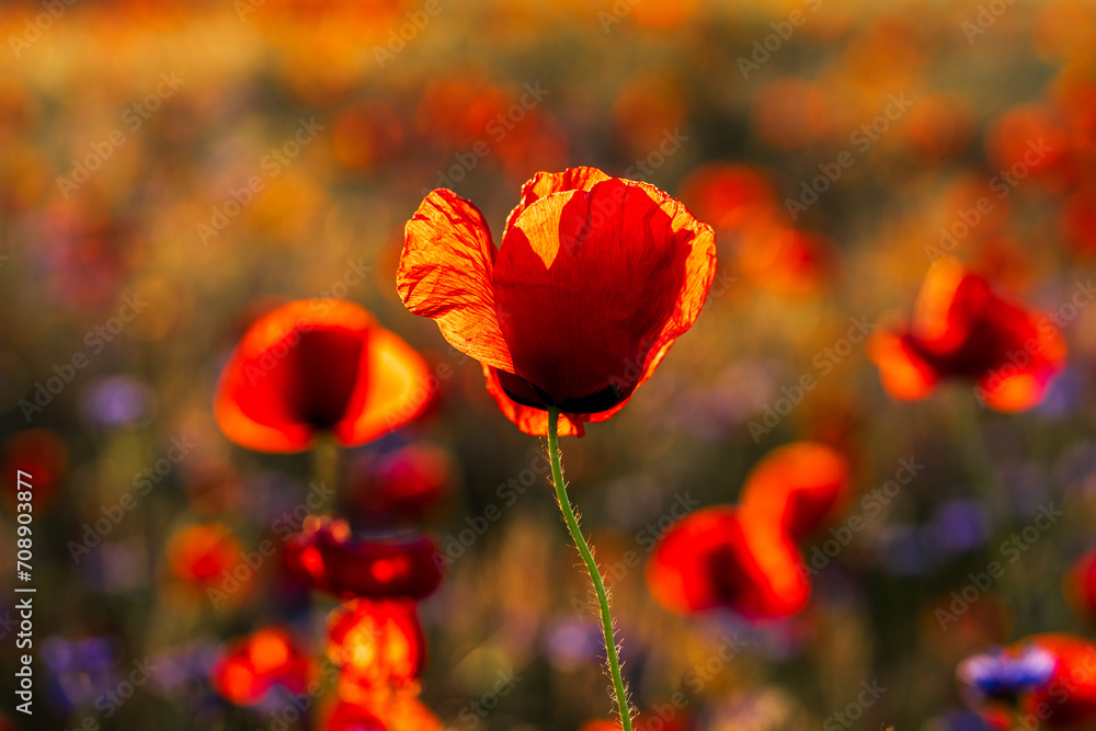 Obraz premium Time of flowering poppy. Evening backlight.