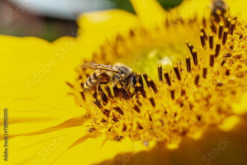 Kwiat, pszczoła, moty, macro foto. photo