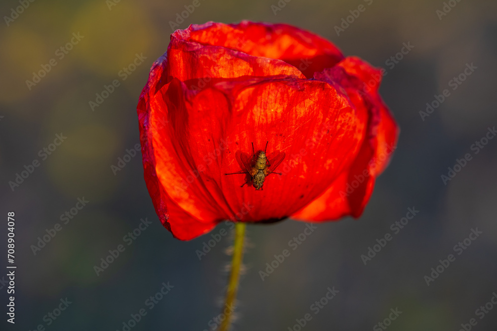 Time of flowering poppy. Close-up. Time of flowering poppy. Close-up.