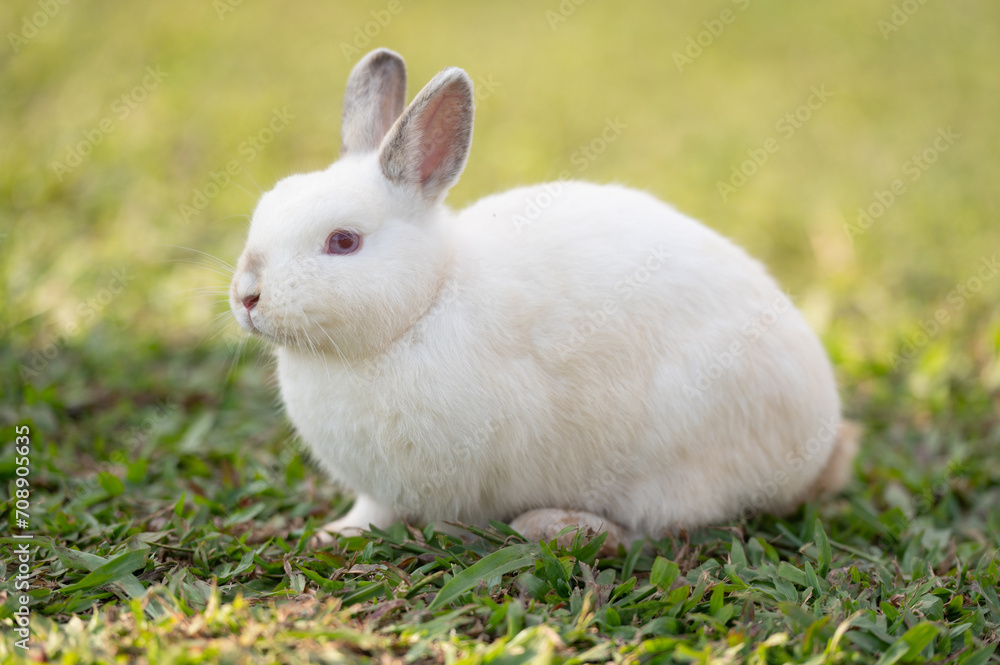 White rabbit is eating grass.Selective focus.Rabbit is on nature background. White rabbit is eating grass.Selective focus.Rabbit is on nature background.