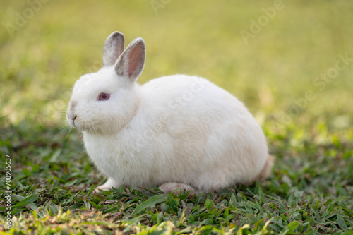 White rabbit is eating grass.Selective focus.Rabbit is on nature background.