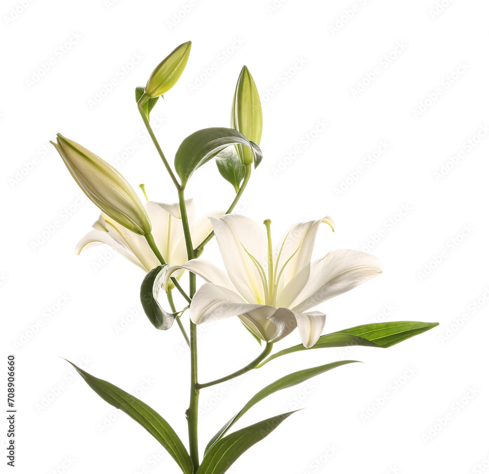Beautiful lily flower on white background Beautiful lily flower on white background