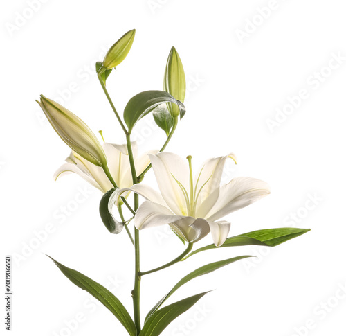 Beautiful lily flower on white background © Pixel-Shot