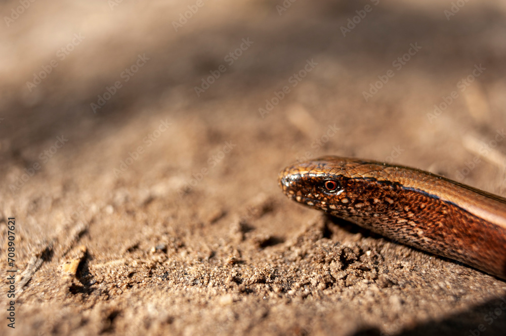 Jaszczurka Padalec, Anguis fragilis Jaszczurka Padalec, Anguis fragilis