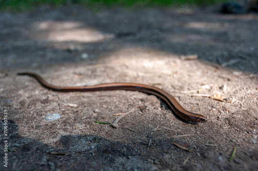 Fototapeta premium Jaszczurka Padalec, Anguis fragilis
