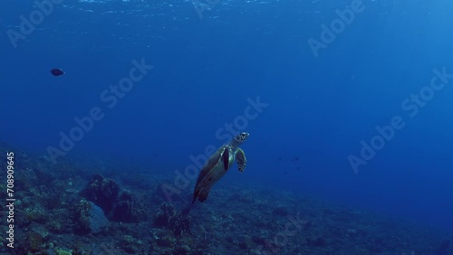 Wallpaper Mural Hawksbill Sea Turtle - Eretmochelys imbricata is swimming from a coral reef to the surface of the sea. Sea life of Tulamben, Bali, Indonesia. 4k slow motion.  Torontodigital.ca