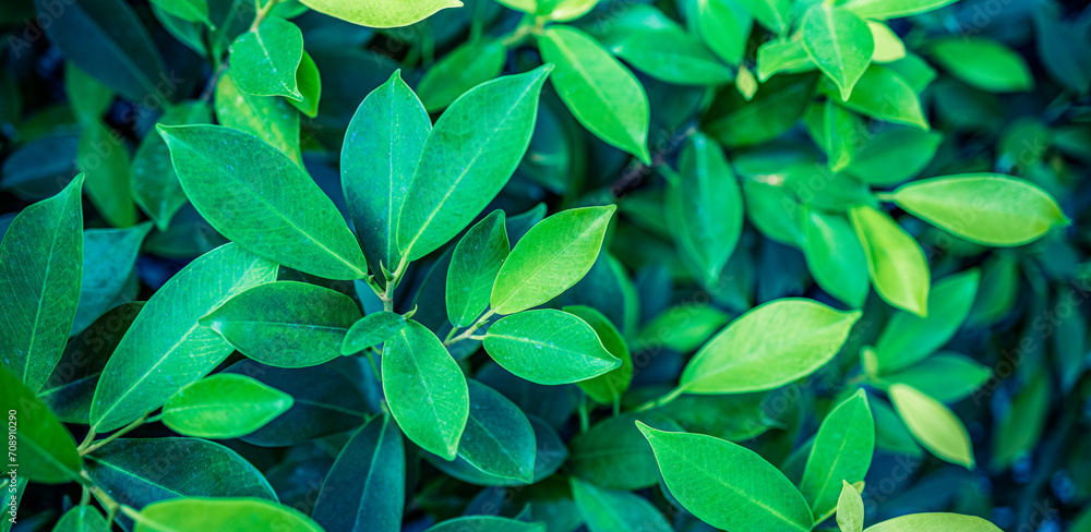 Green leaves background. Fresh tropical Green leaves panoramic wallpaper. Calm peaceful serene greenery lush foliage. Summer plants texture abstract nature pattern background. Spa wellbeing meditation Green leaves background. Fresh tropical Green leaves panoramic wallpaper. Calm peaceful serene greenery lush foliage. Summer plants texture abstract nature pattern background. Spa wellbeing meditation