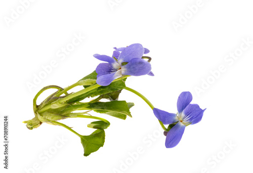 wild violets isolated