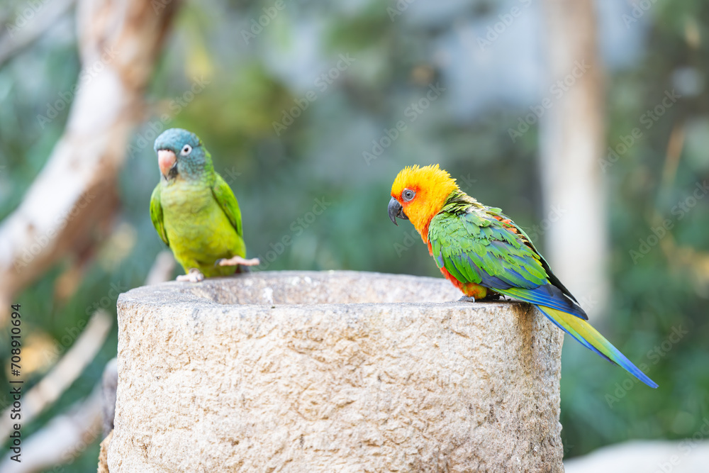 Obraz premium beautiful parrots