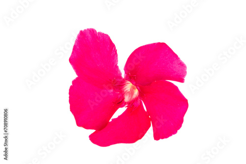 Fototapeta Naklejka Na Ścianę i Meble -  pink oleander isolated