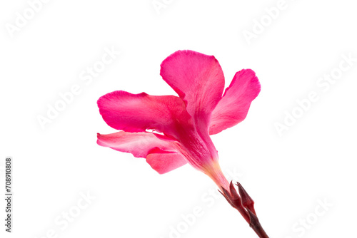 pink oleander isolated photo