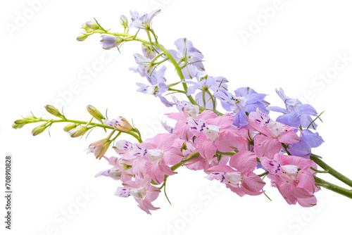 wild delphinium flower isolated