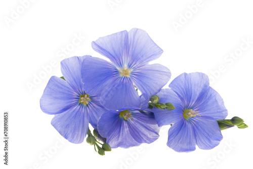 flax flowers isolated