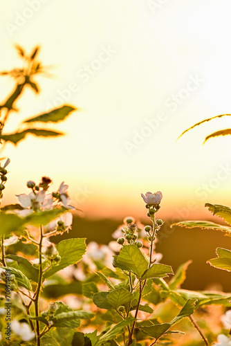 Blackberry (Rubus sect. Rubus) shrub with white flowers and leaves illuminated by the backlight of the sunset in Transylvania, Romania