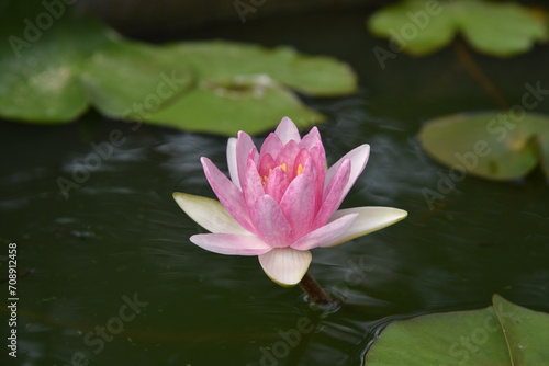lotus flower photography  lotus background  natural style background  pink lotus background  white lotus background  pink water lily