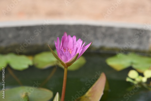 lotus flower photography  lotus background  natural style background  pink lotus background  white lotus background  pink water lily