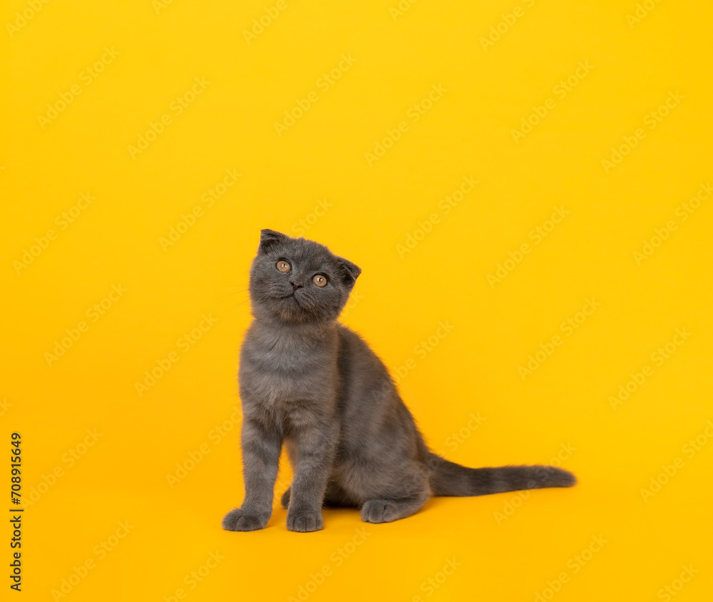 Small blue-black kitten of the Scottish fold breed and looking over on orange background.