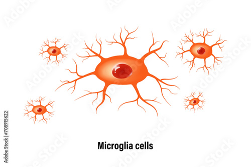 Microglia cell vector. Glial cells (neuroglia). Central nervous system. photo