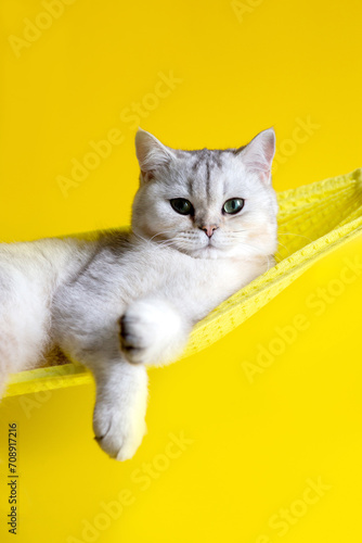 Adorable white cat lie on yellow hammock on yellow background