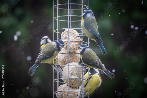 A group of blue tits perched on a bird feeder eating suet balls, with snow falling around them