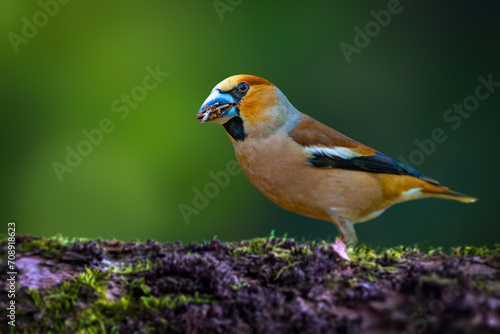 It is a cute bird that can break very hard-shelled foods with its very large beak. Hawfinch. Coccothraustes coccothraustes. Nature background.  © serkanmutan