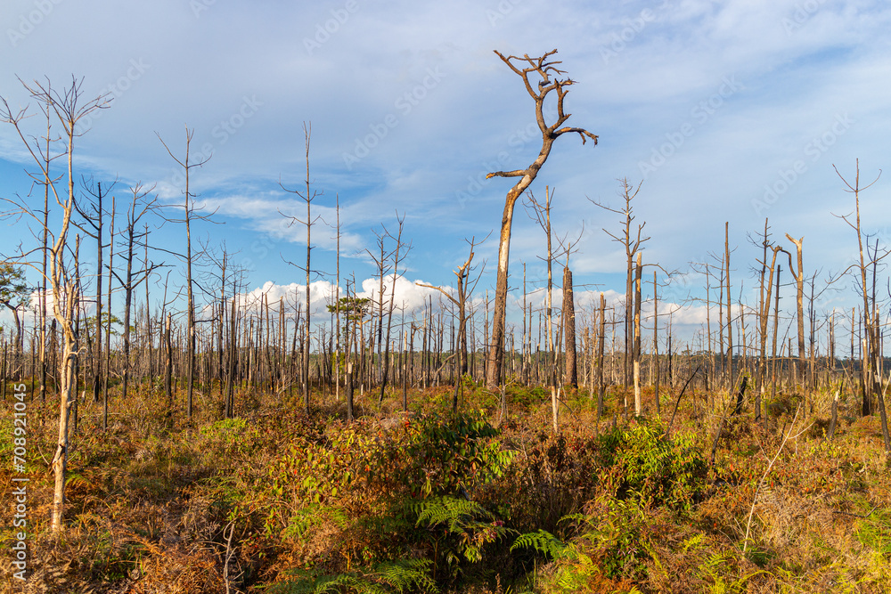 Naklejka premium Dead trees in the forest after a forest fire in the autumn.