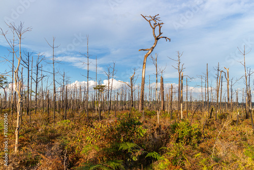 Dead trees in the forest after a forest fire in the autumn.