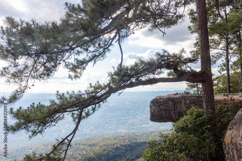 Pine tree on top of the mountain with blue sky background. At Phu Kradueng National Park Pine tree on top of the mountain with blue sky background. At Phu Kradueng National Park