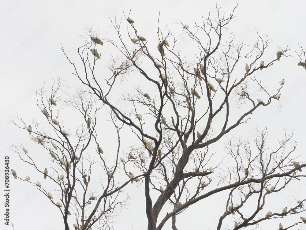 Gathering of corellas perched on tree against overcast sky in Penneshaw, Kangaroo Island, Australia