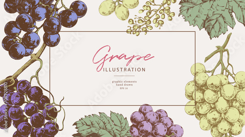 Hand drawn illustrations of various kind of grape with leaves, vintage graphic elements. Border template for wine list and winemaking banners