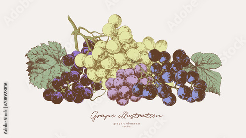 Hand drawn illustrations of various kind of grape with leaves, vintage graphic elements