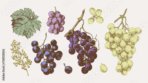 Hand drawn illustrations of various kind of grape with leaves, vintage graphic elements