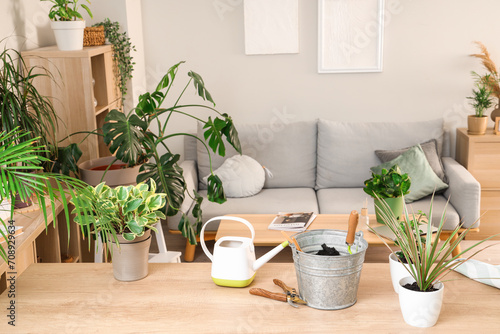 Green plants with gardening tools on table in living room