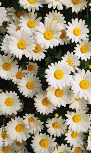 Field of White Daisies with Yellow Centers: A Serene and Delicate Floral Wonderland