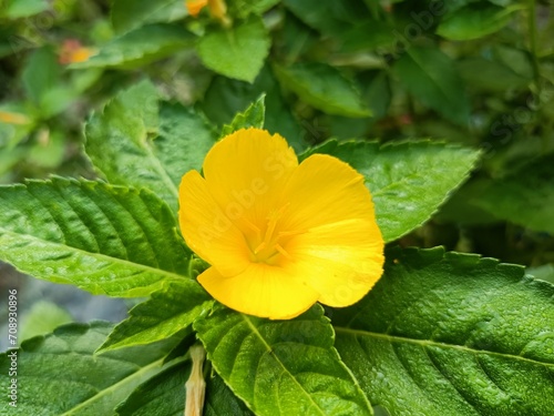 Turnera diffusa or damiana yellow flower with green leaves stock photo