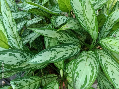 Aglaonema is a genus of flowering plants in the arum family, Araceae. They are native to tropical and subtropical regions of Asia and New Guinea. photo